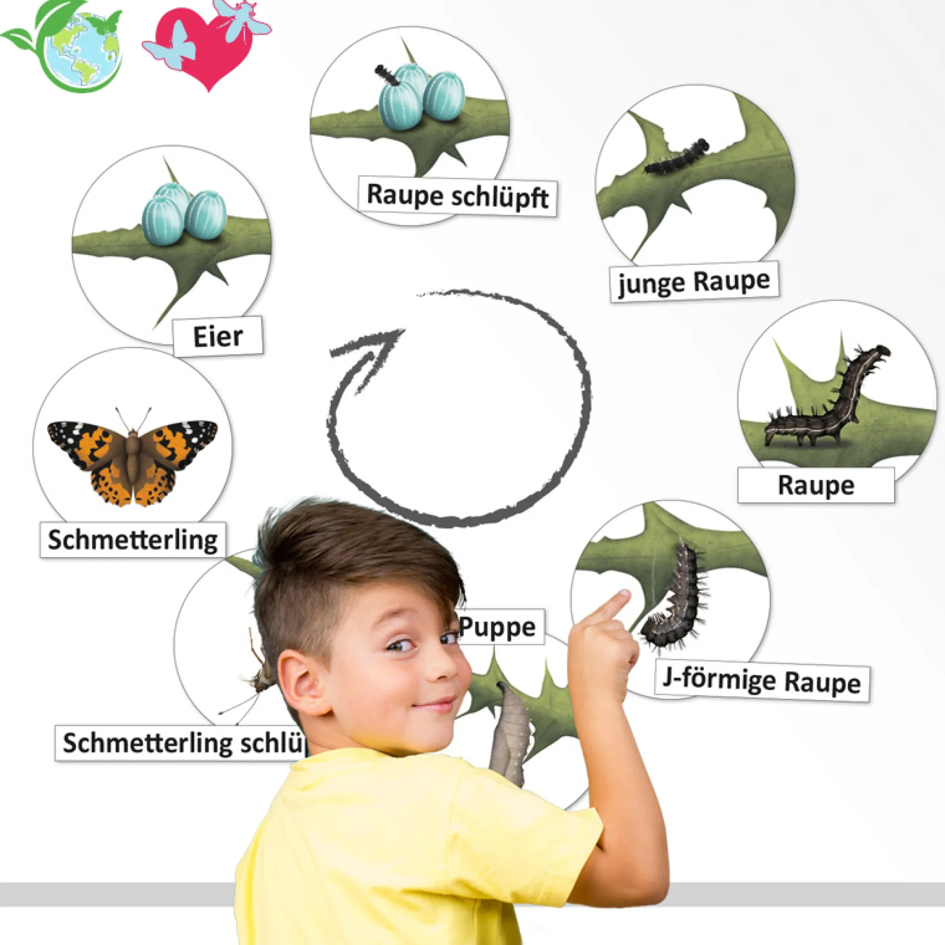 Hagemann Lebenszyklus Schmetterling (magnetisch)