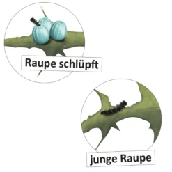 Hagemann Lebenszyklus Schmetterling (magnetisch)