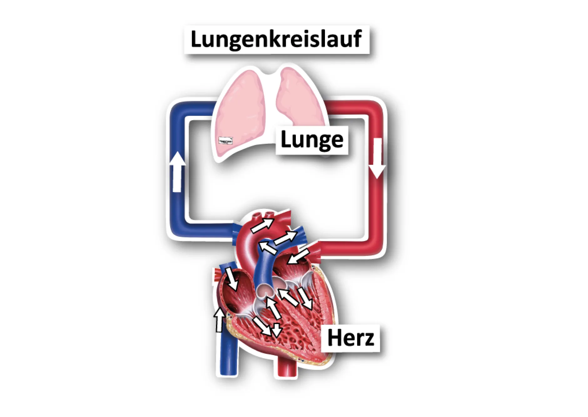 Hagemann Magnetbilder Der kleine und große Blutkreislauf, 40-tlg.