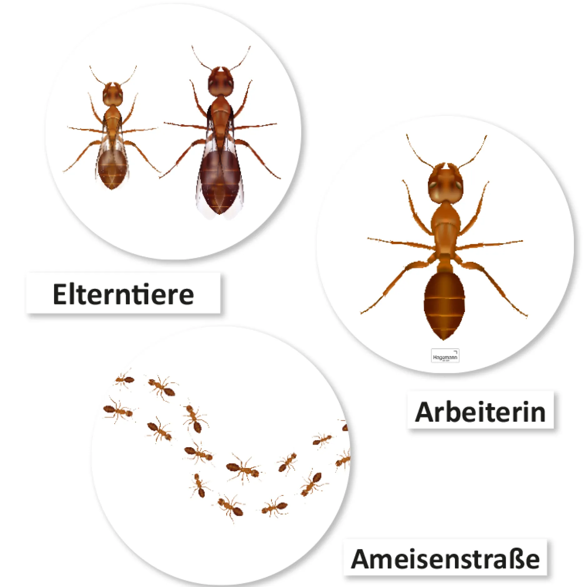 Hagemann Magnetbilder Leben und Lebenszyklus der Ameise