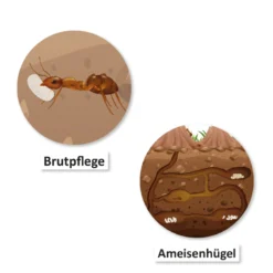 Hagemann Magnetbilder Leben und Lebenszyklus der Ameise