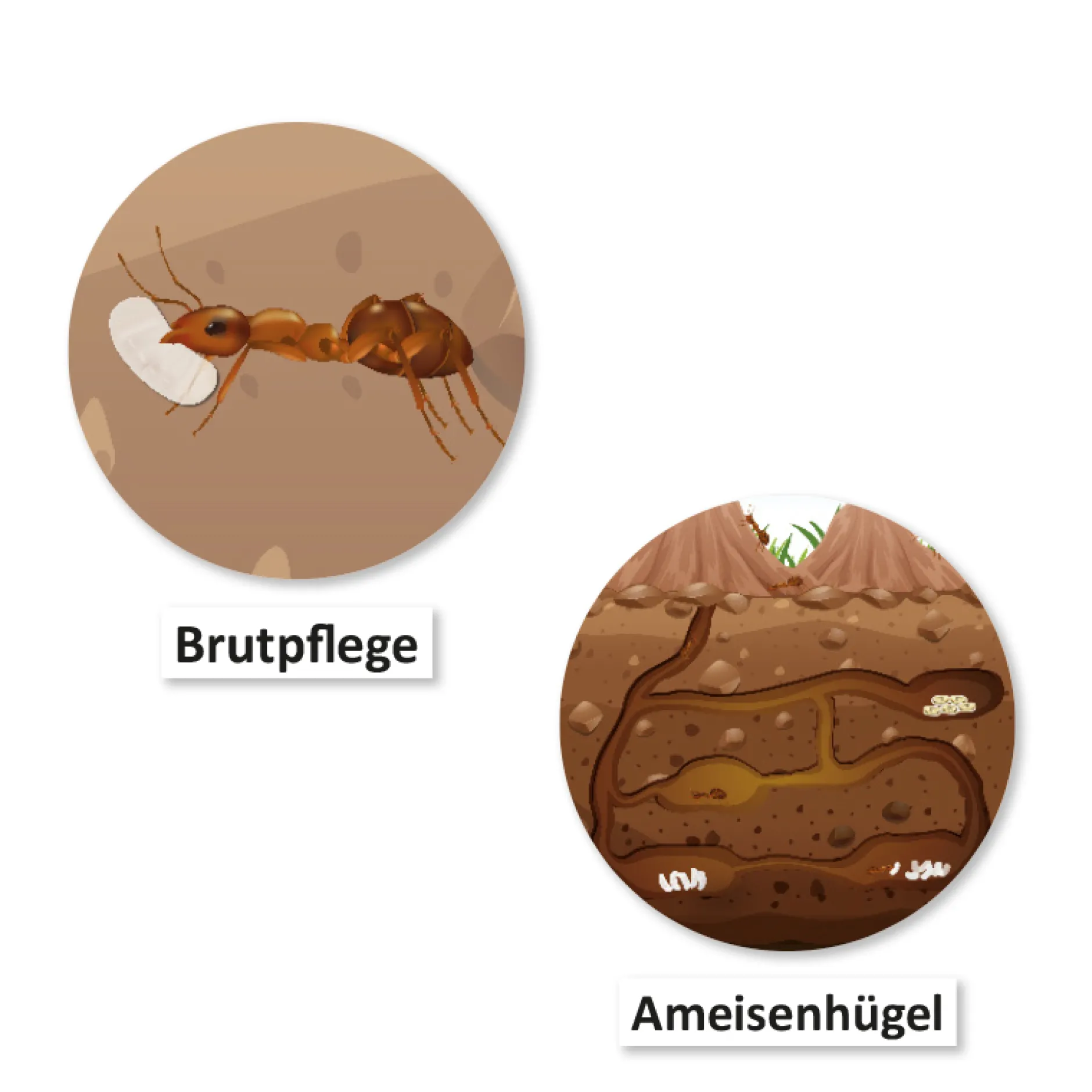 Hagemann Magnetbilder Leben und Lebenszyklus der Ameise