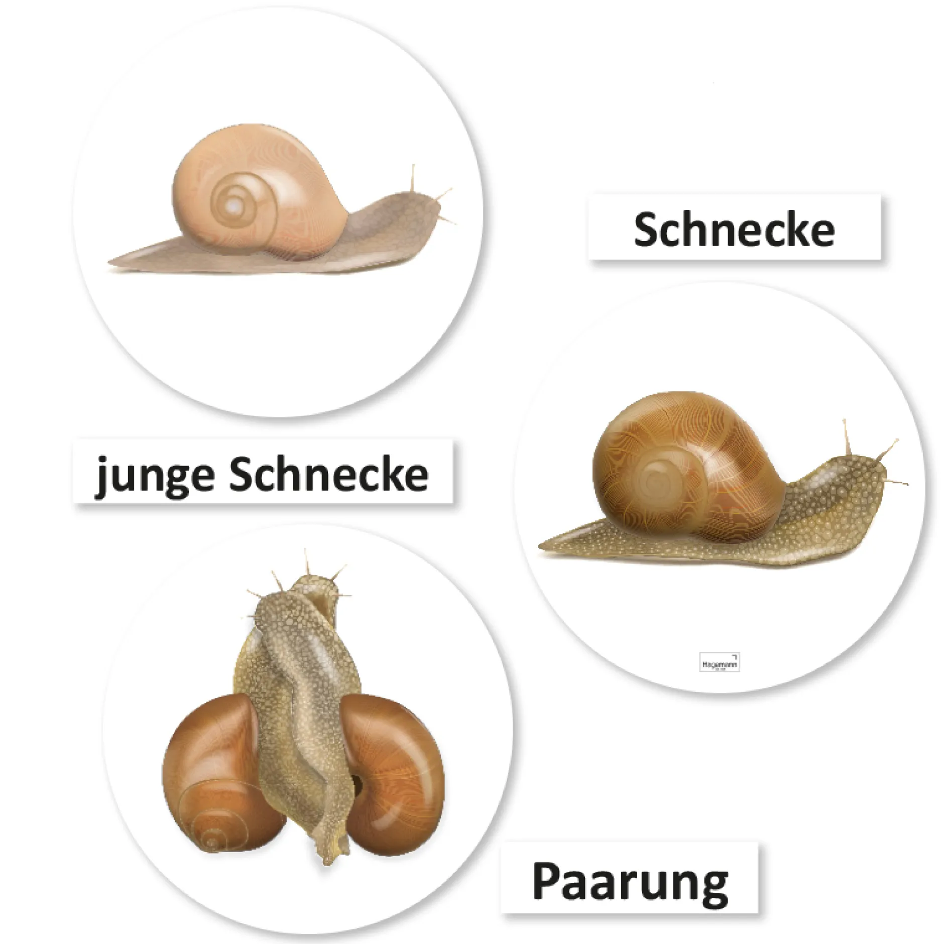Hagemann Magnetbilder Leben und Lebenszyklus der Schnecke