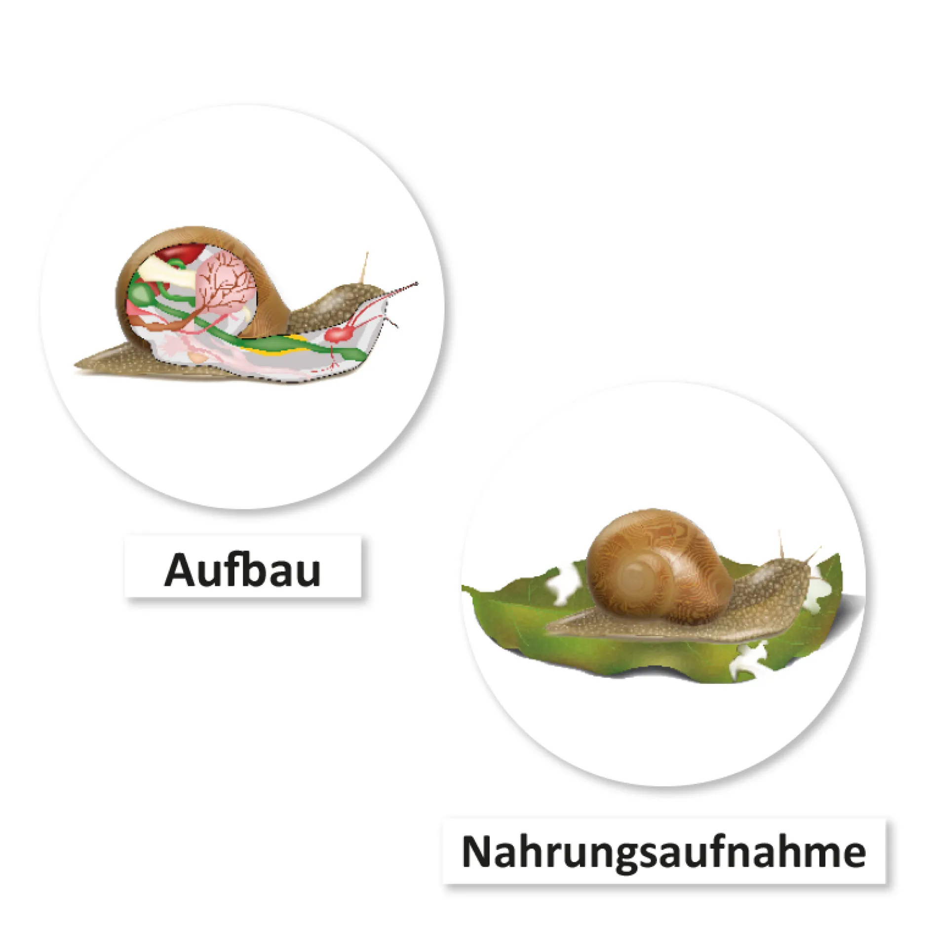 Hagemann Magnetbilder Leben und Lebenszyklus der Schnecke