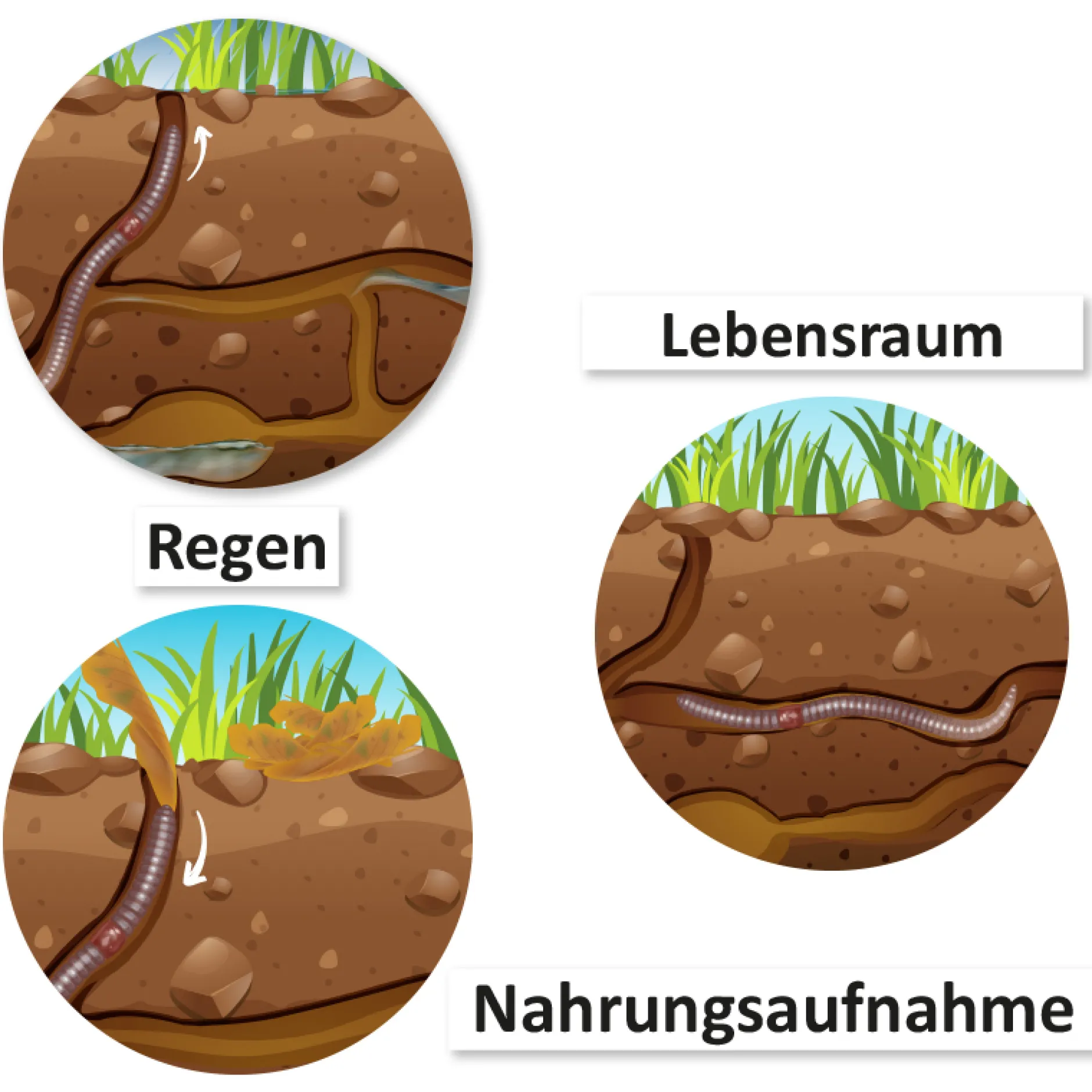 Hagemann Magnetbilder Leben und Lebenszyklus des Regenwurms