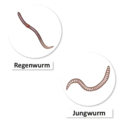 Hagemann Magnetbilder Leben und Lebenszyklus des Regenwurms