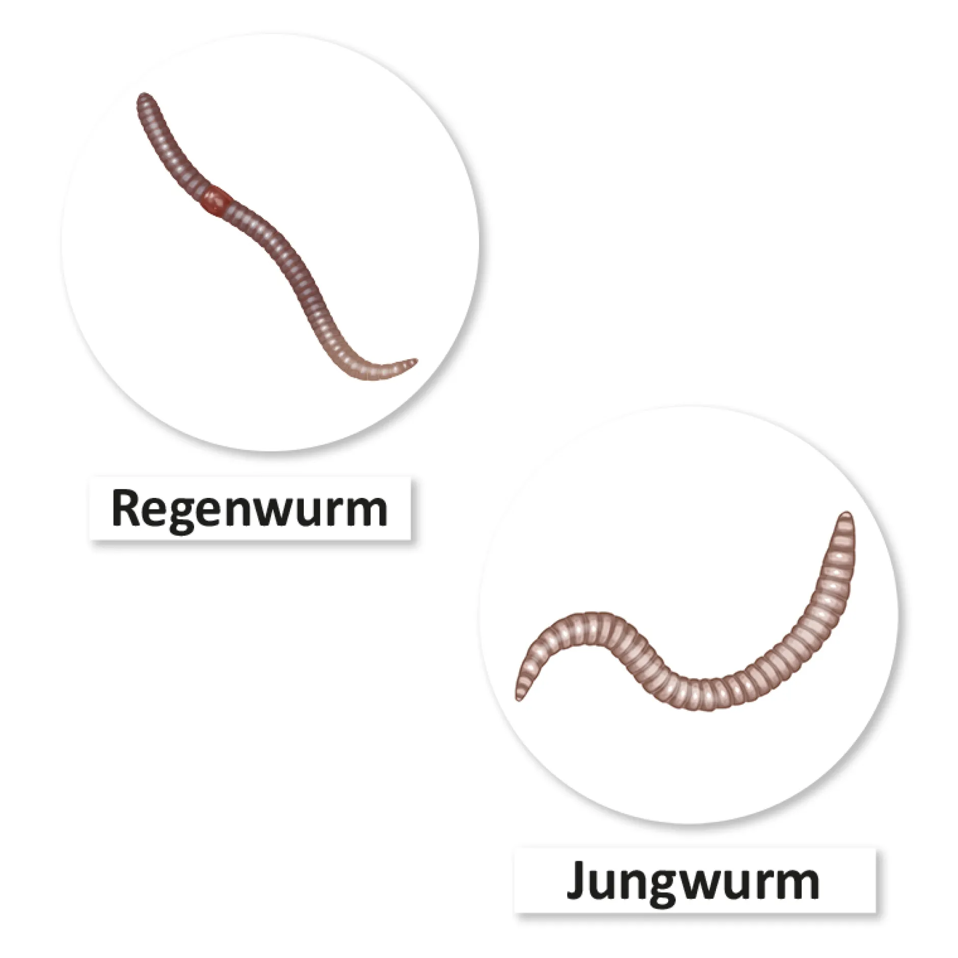 Hagemann Magnetbilder Leben und Lebenszyklus des Regenwurms