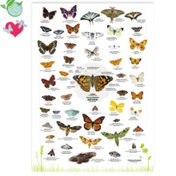 Hagemann Naturposter Schmetterlinge