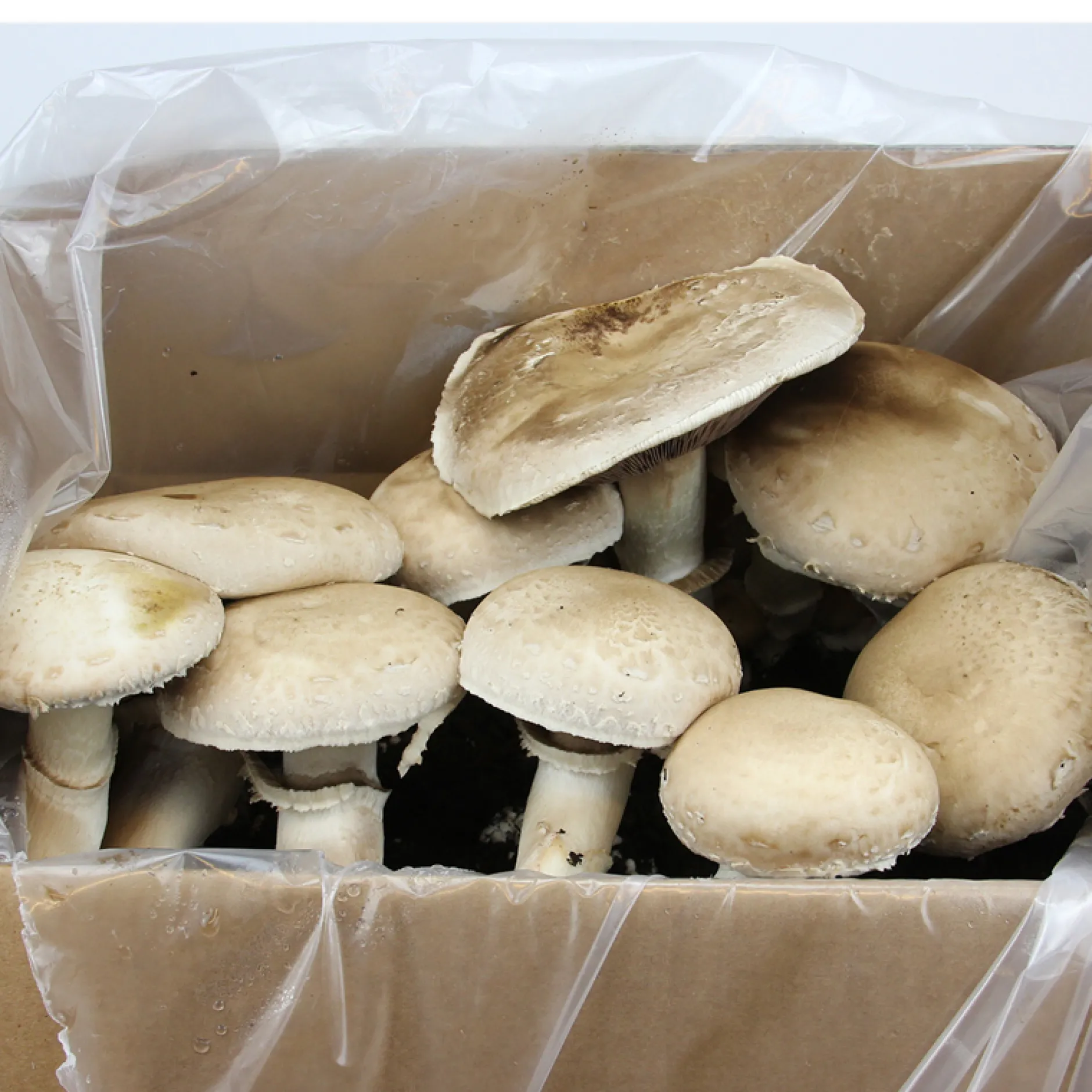 Hagemann Pilz-Zuchtset Champignon (weiß)