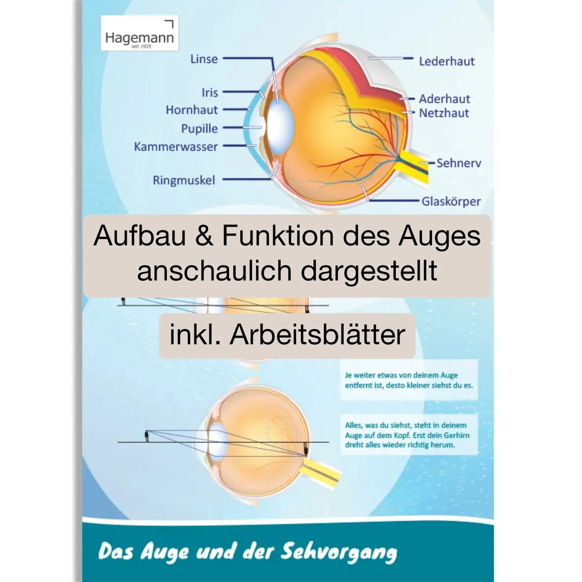 Hagemann PosterDas Auge und der Sehvorgang