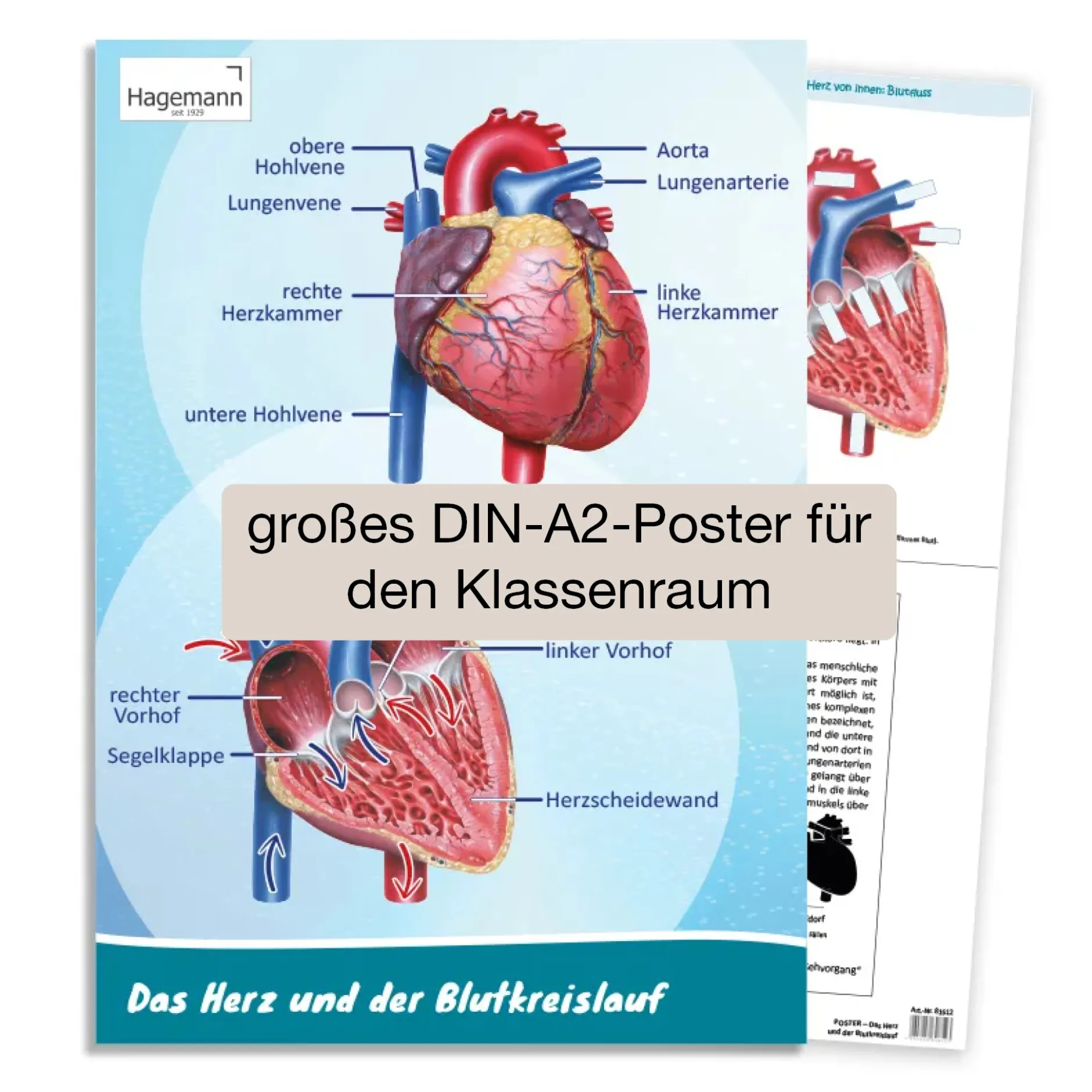 Hagemann PosterDas Herz von innen und außen