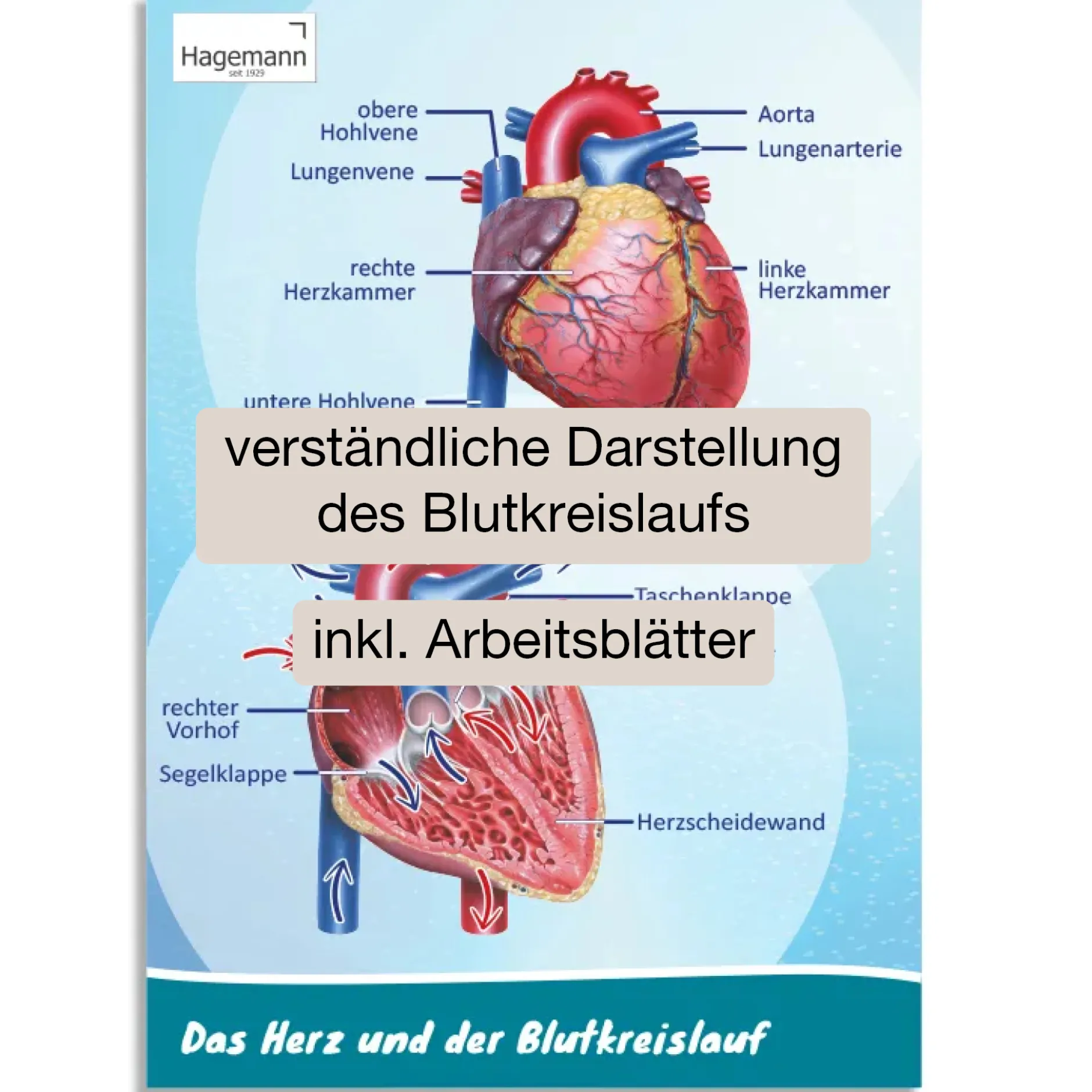 Hagemann PosterDas Herz von innen und außen