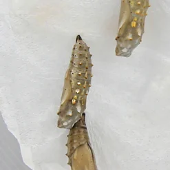 Hagemann Schmetterlings-Zuchtset, Starter (5 Raupen)