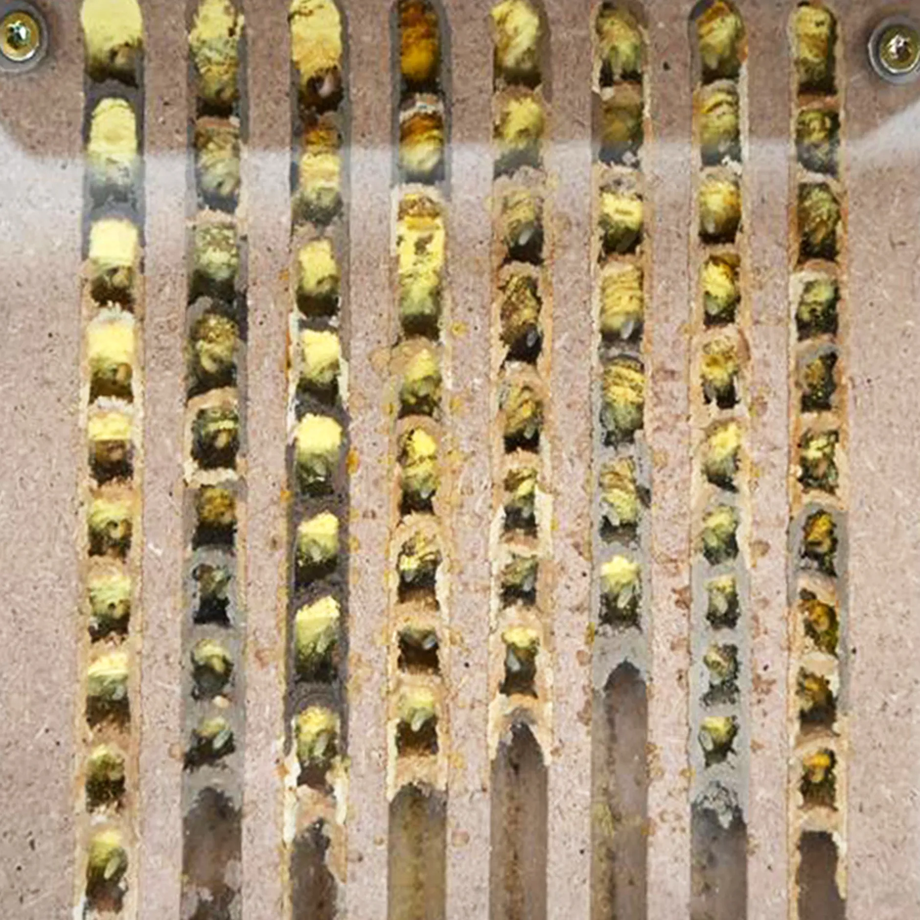 Hagemann Zuchtset Wildbienen, kompakt, Rote Mauerbiene (mit Gutschein, 25 Kokons)
