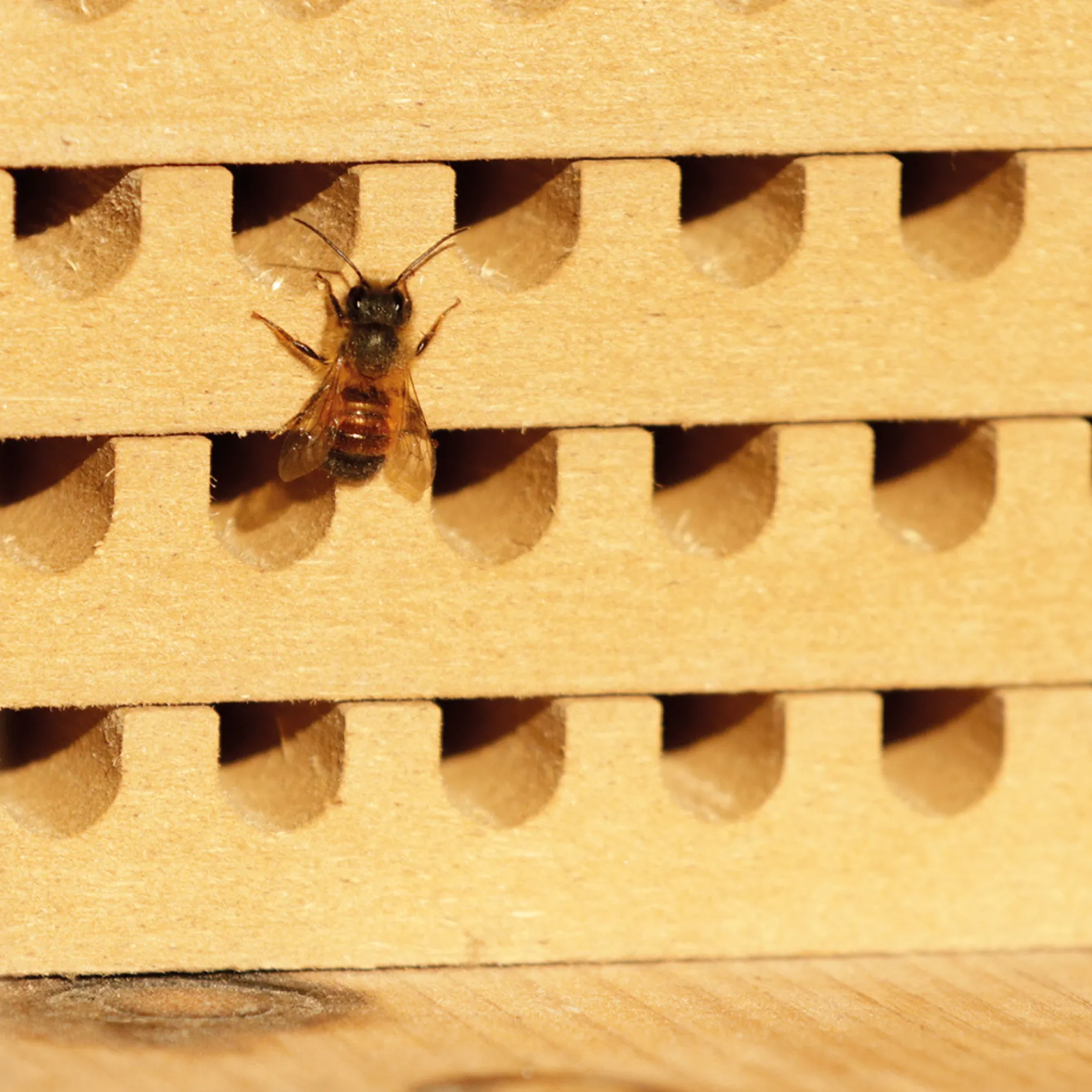 Hagemann Zuchtset Wildbienen, Rote Mauerbiene (mit 50 Kokons)