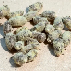 Hagemann Zuchtset Wildbienen, Rote Mauerbiene (mit 50 Kokons)