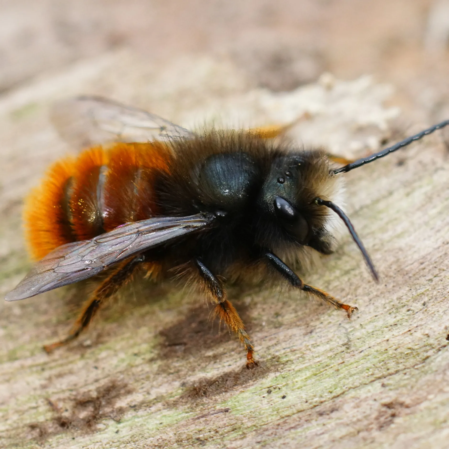 Hagemann Zuchtset Wildbienen zum Aufklappen, Rote Mauerbiene (mit Gutschein, 25 Kokons)