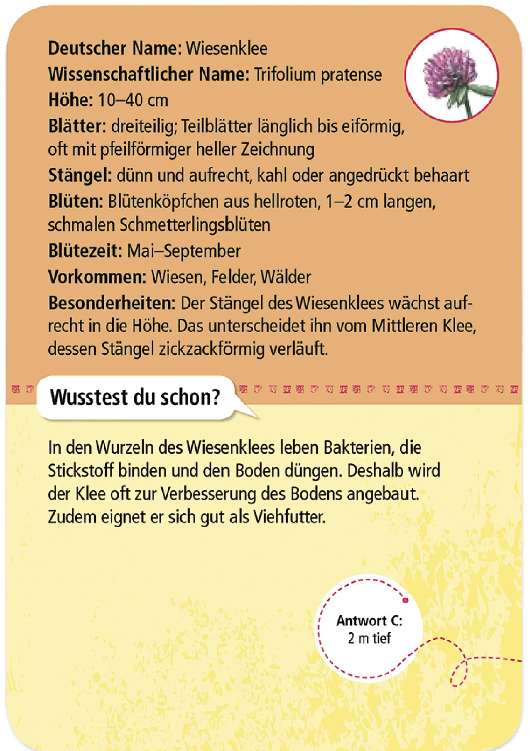 50 Heimische Blumen entdecken und bestimmen