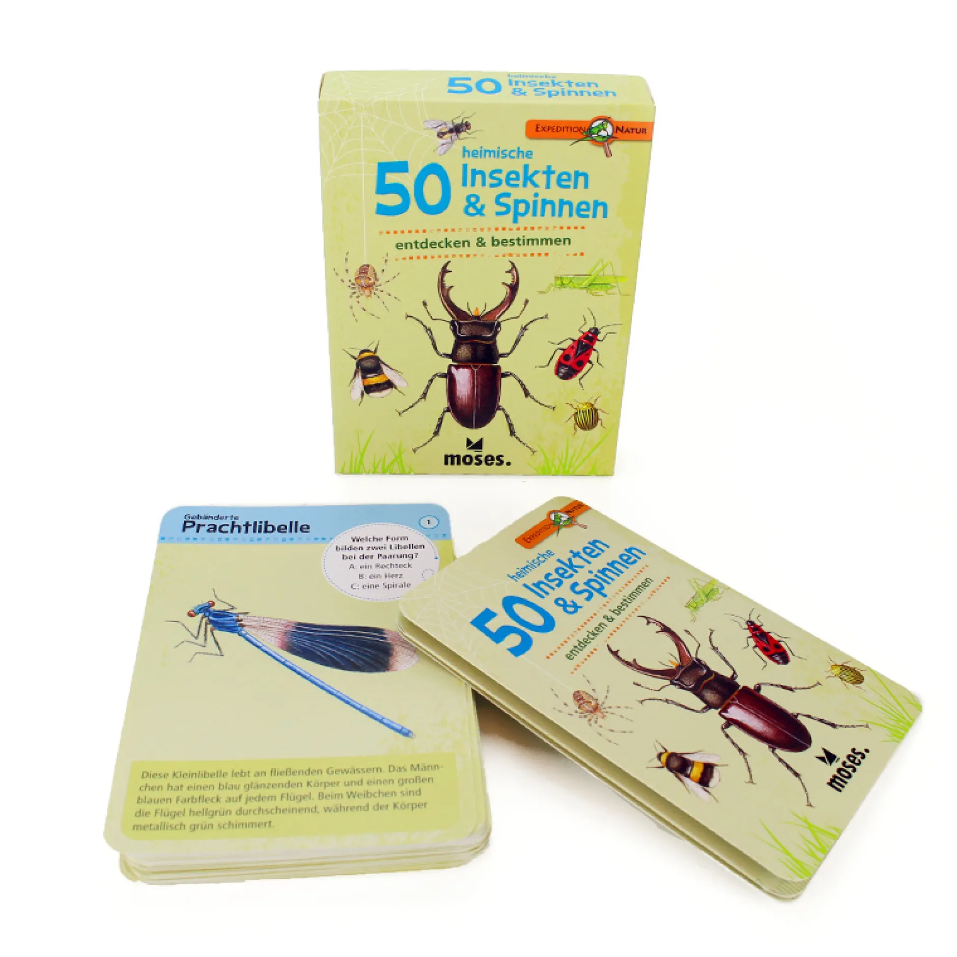 50 heimische Insekten & Spinnen