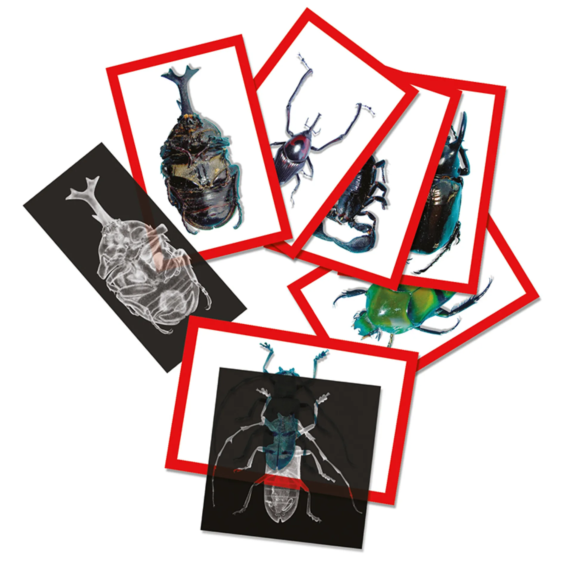 Insekten-Röntgenbilder und Bildkarten-Set, 72 tlg.