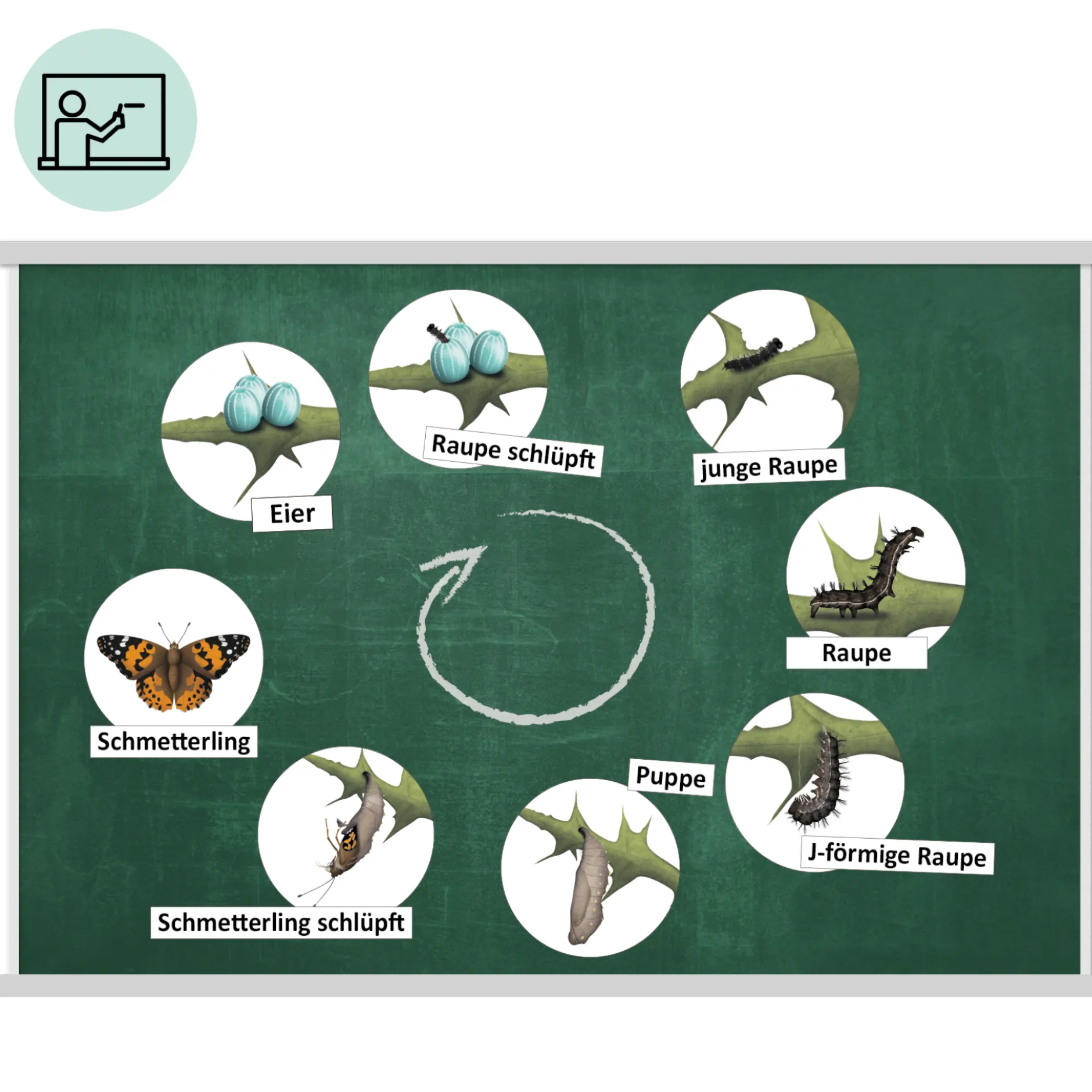 Klassenset Lebenszyklus Schmetterlinge, Bienen & Marienkäfer, magnetisch, 100-tlg.