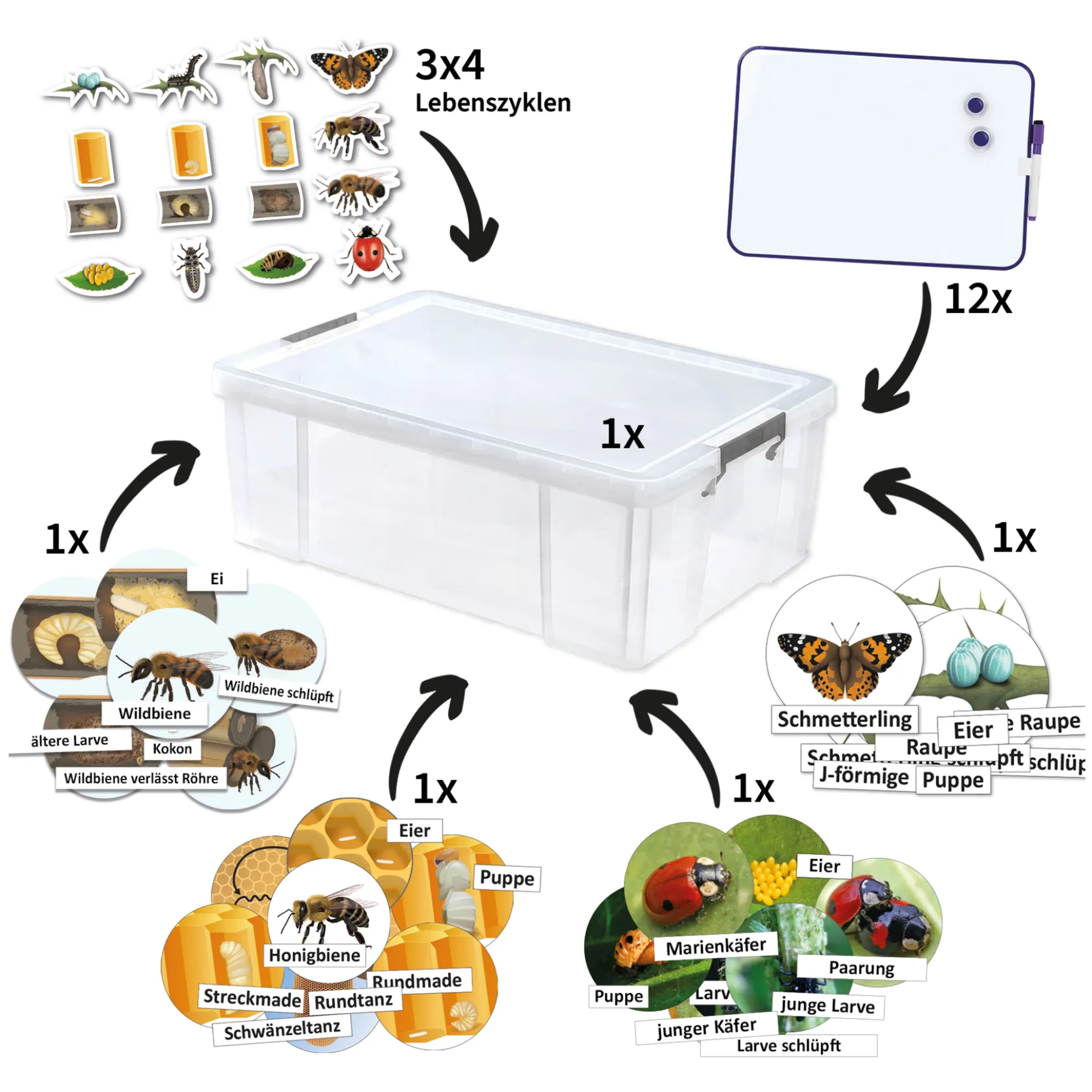 Klassenset Lebenszyklus Schmetterlinge, Bienen & Marienkäfer, magnetisch, 100-tlg.