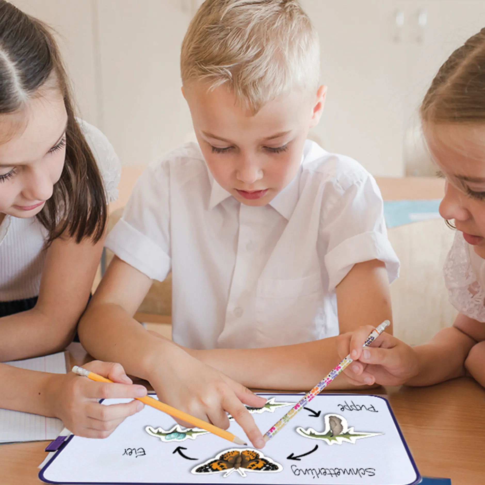 Klassenset Lebenszyklus Schmetterlinge, Bienen & Marienkäfer, magnetisch, 100-tlg.