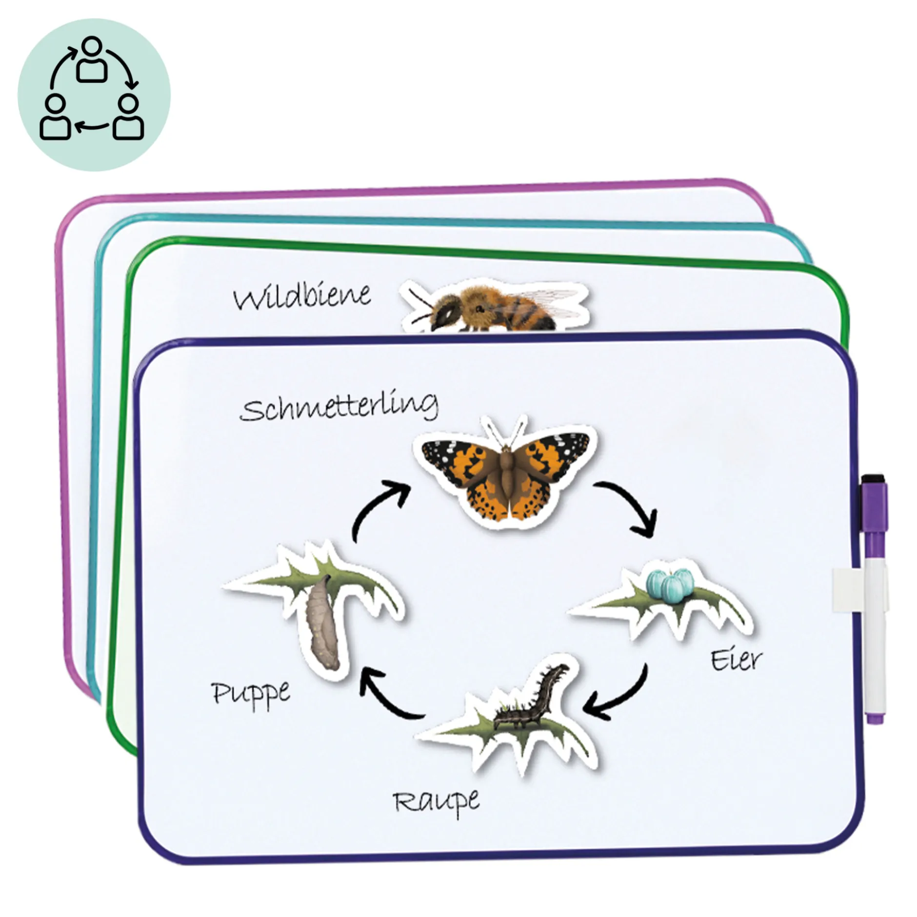 Klassenset Lebenszyklus Schmetterlinge, Bienen & Marienkäfer, magnetisch, 100-tlg.