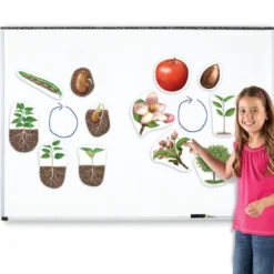 Lebenszyklus Apfel und Bohne (magnetisch)