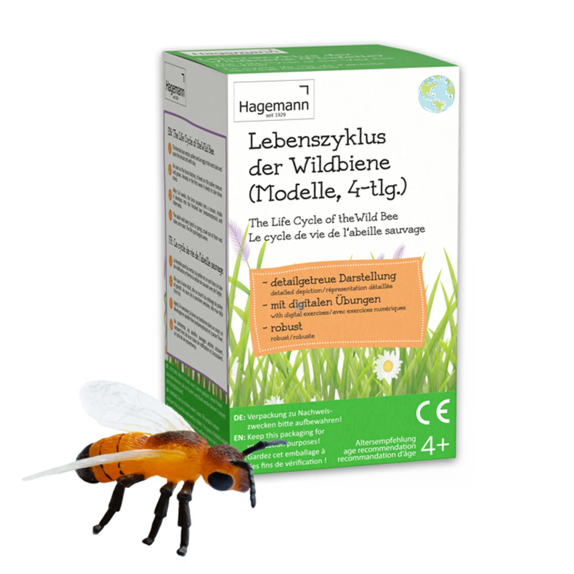 Lebenszyklus der Wildbiene (Modelle), 4-tlg.