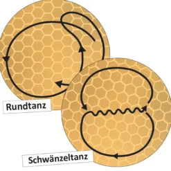 Lebenszyklus und Kommunikation der Honigbiene (magnetisch)