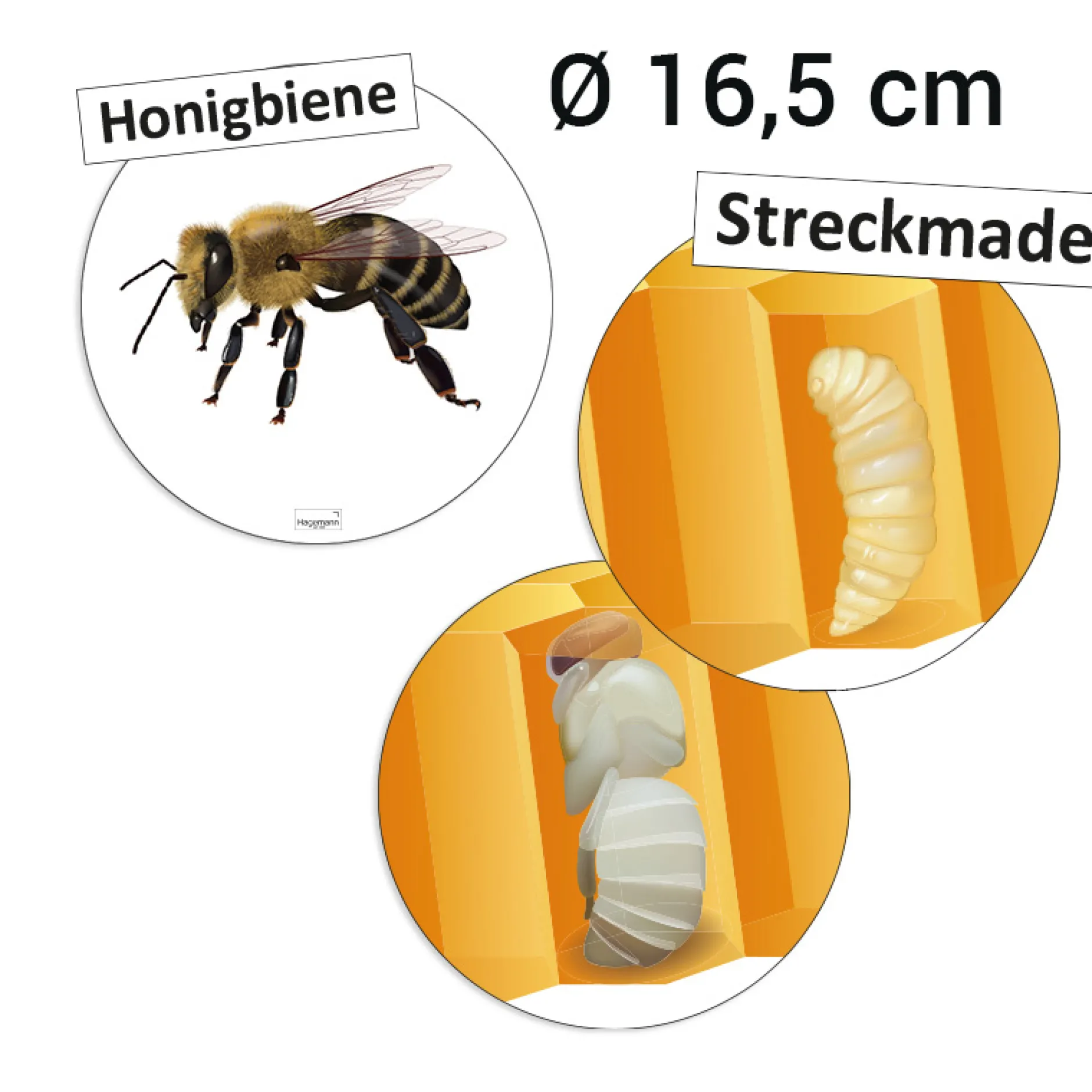 Lebenszyklus und Kommunikation der Honigbiene (magnetisch)