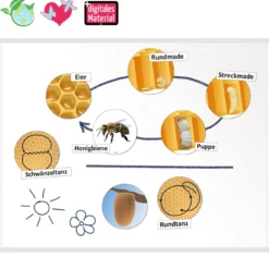 Lebenszyklus und Kommunikation der Honigbiene (magnetisch)