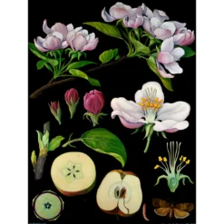 Lehrtafel Apfelbaum