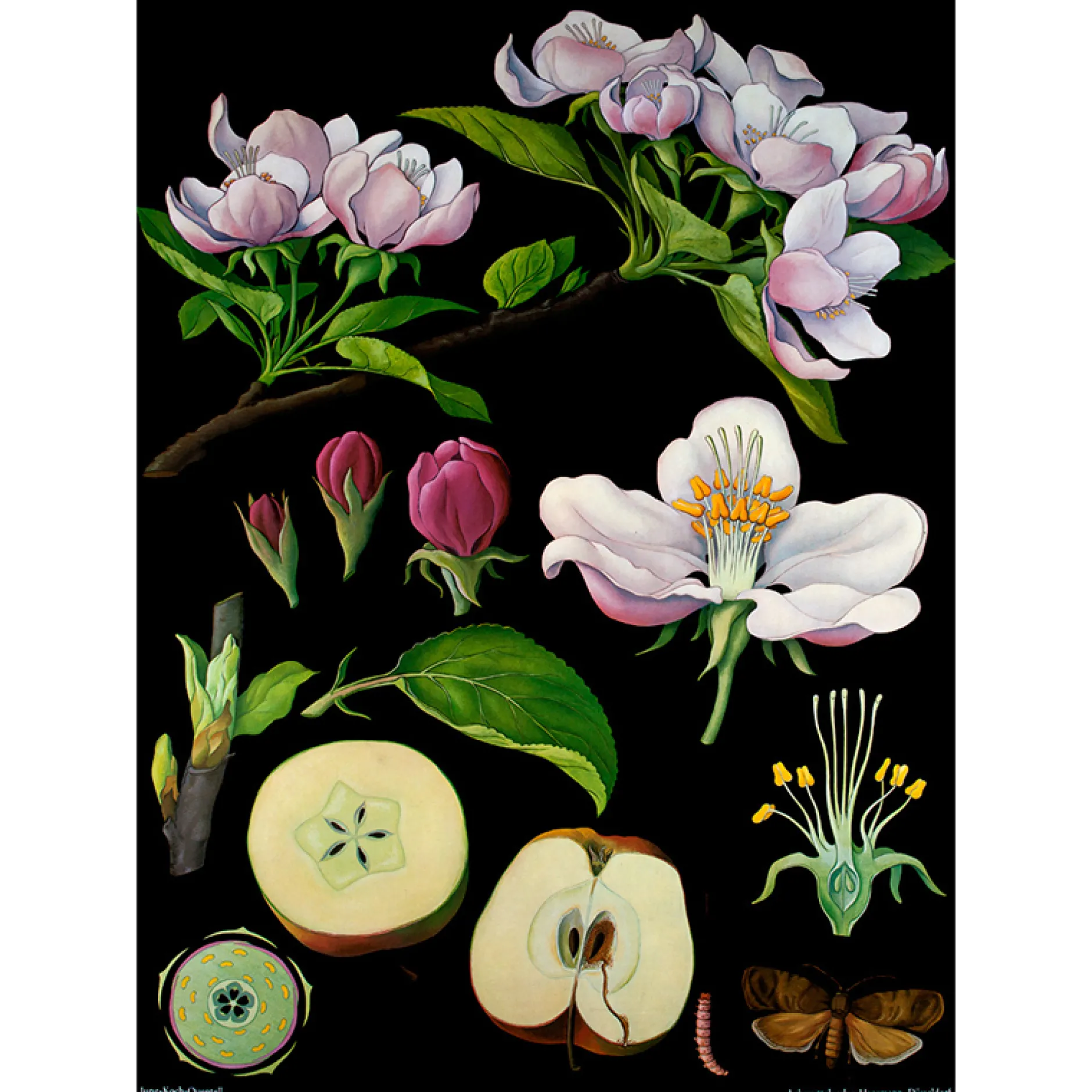 Lehrtafel Apfelbaum