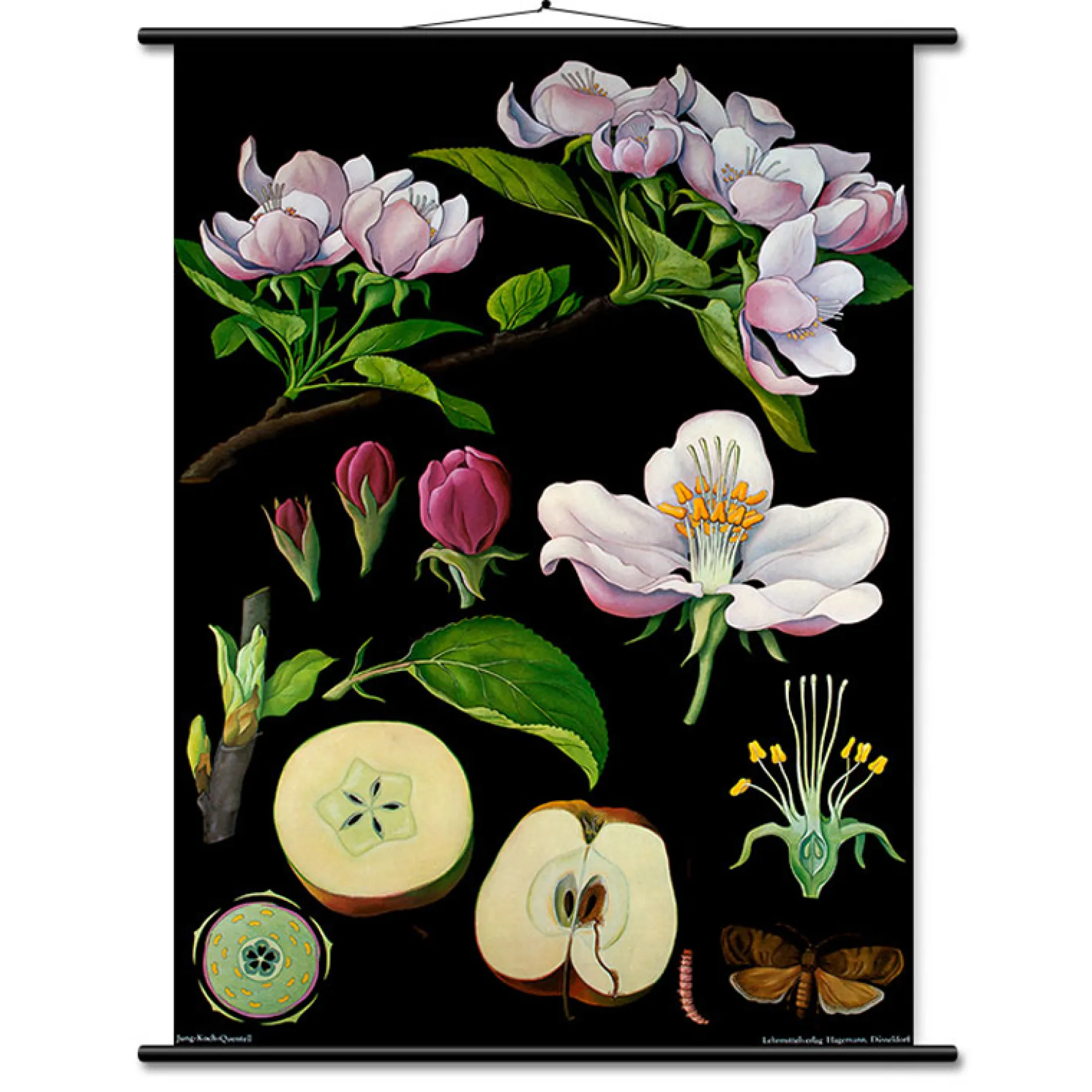 Lehrtafel Apfelbaum