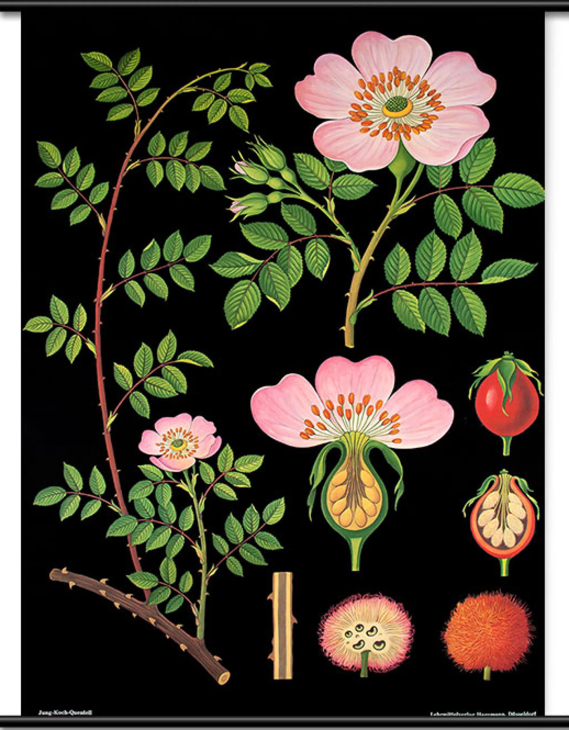 Lehrtafel Heckenrose