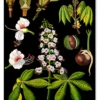 Lehrtafel Rosskastanie