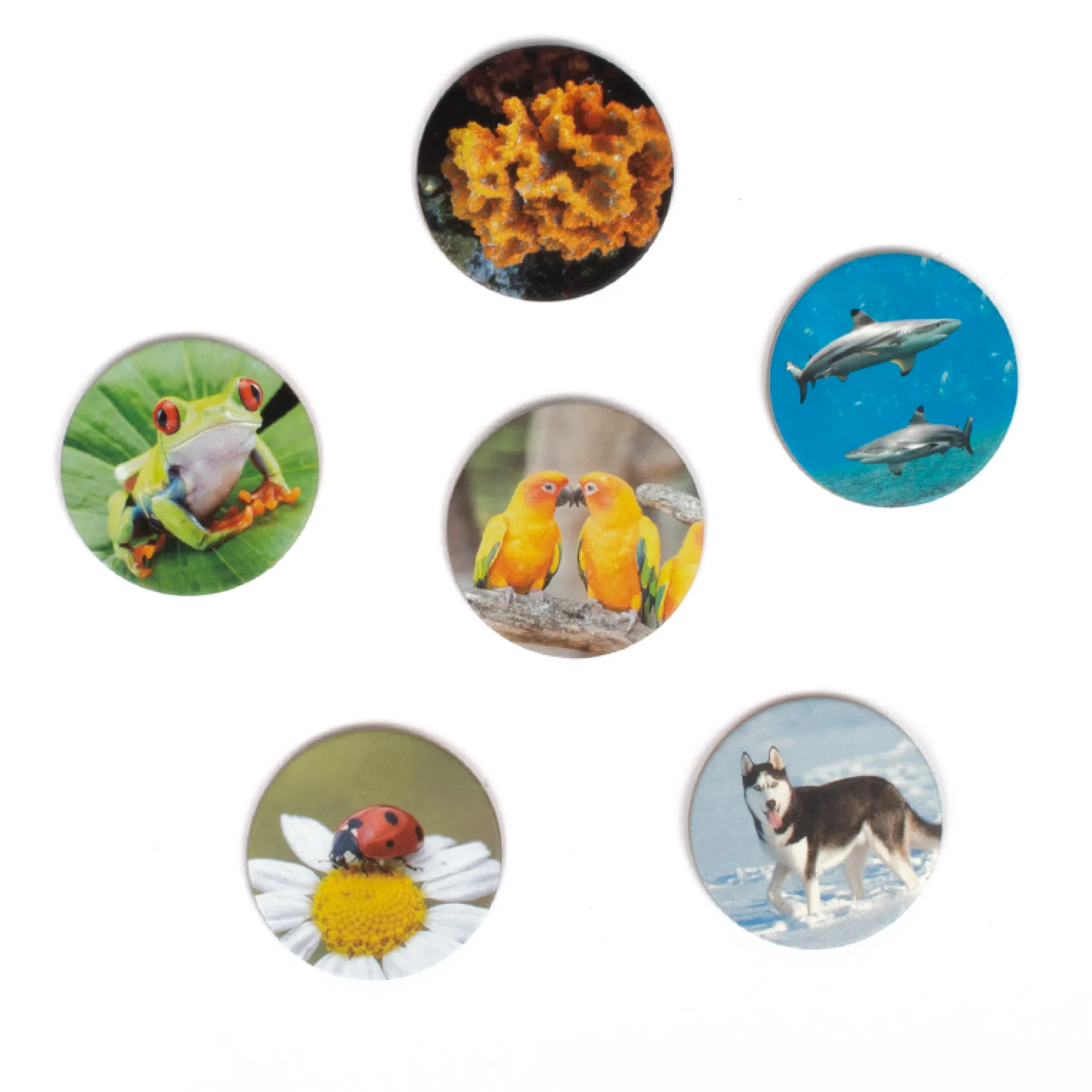 Lernspiel Tierwelten entdecken und klassifizieren