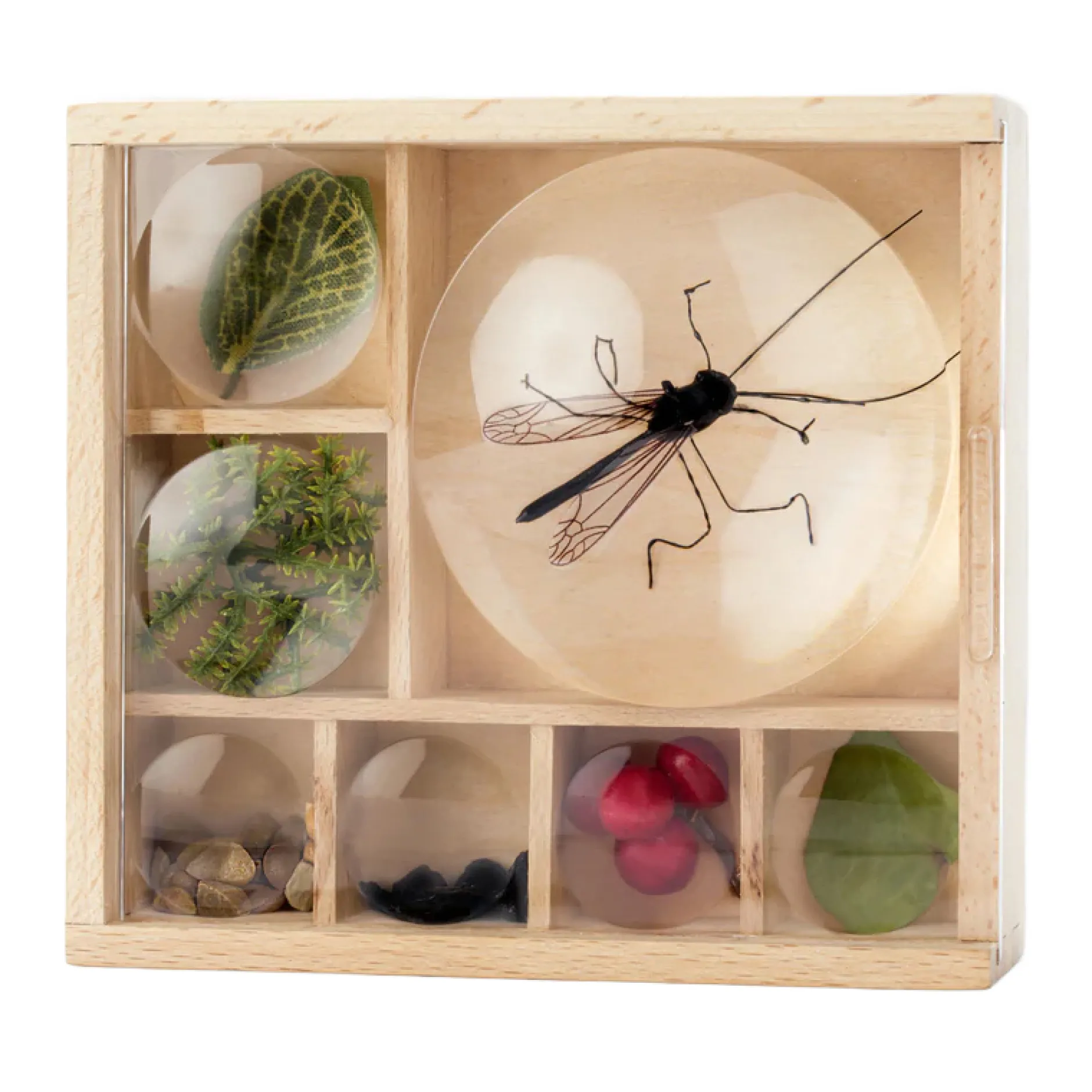 Mein Insekten-und-Naturschätze-Museum
