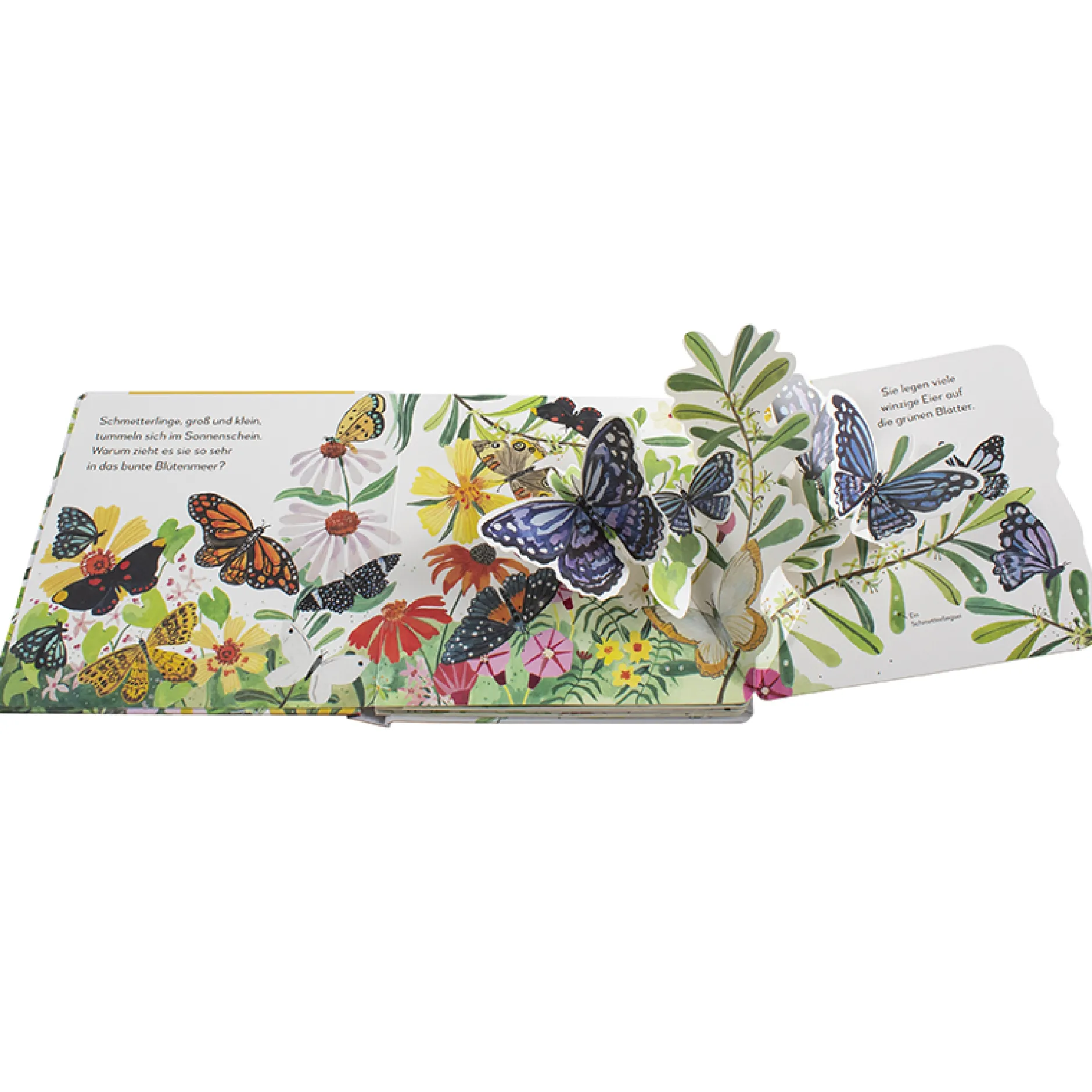 Mein Pop-up-Buch zum Staunen. Wo kommst du her, kleiner Schmetterling?