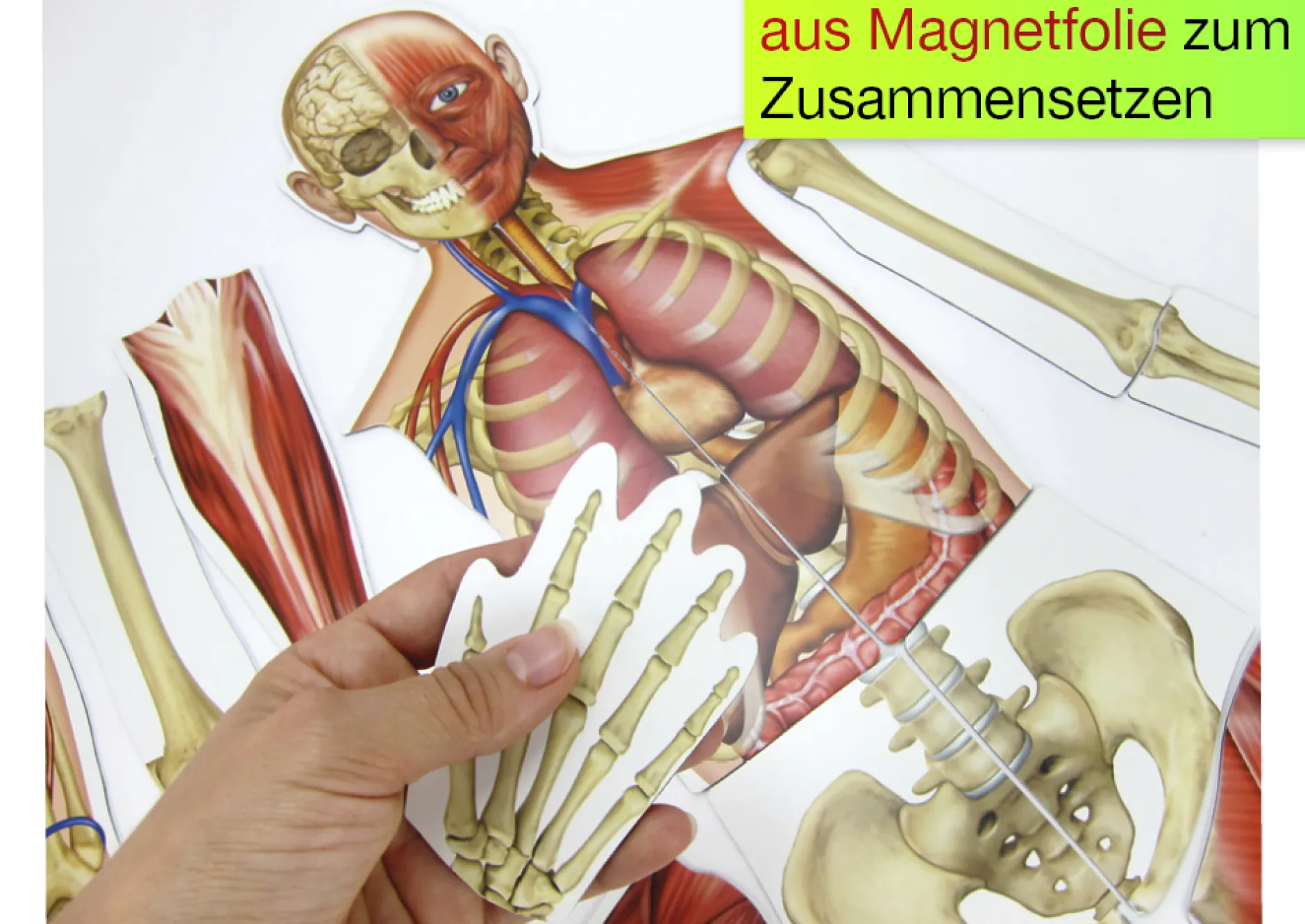 Menschlicher Körper (magnetisch)