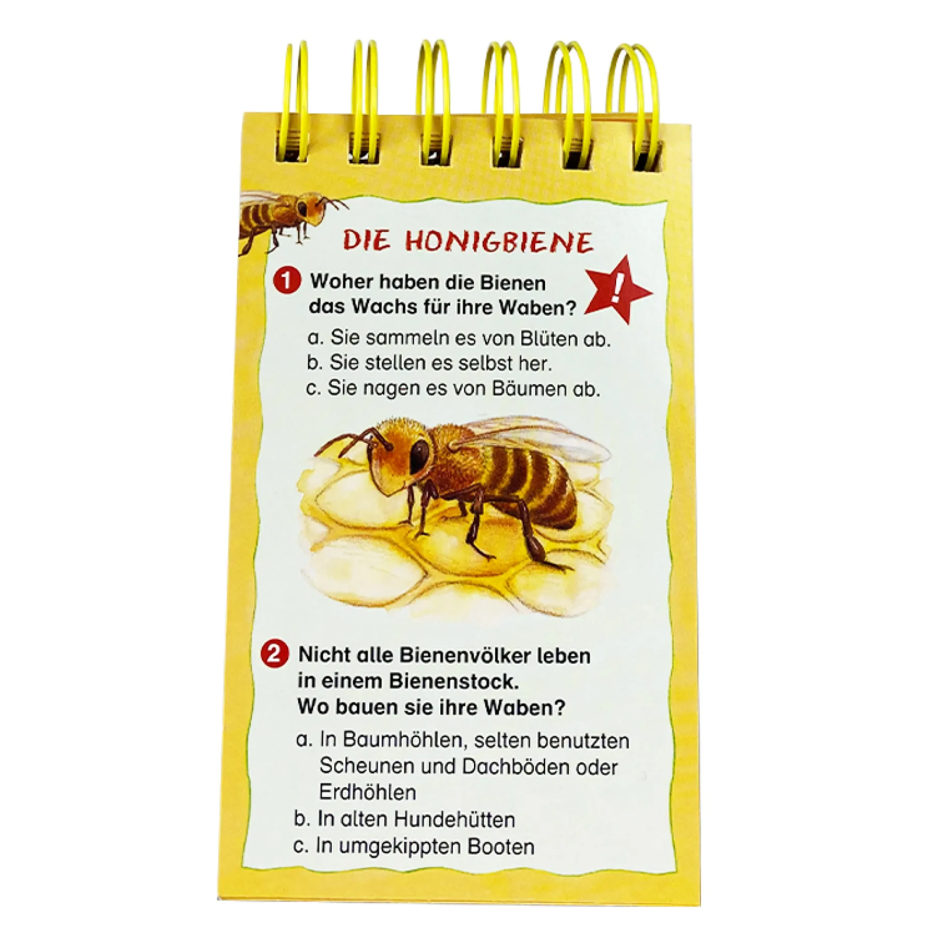 Rate dich schlau! Quiz – Die Biene und unsere Natur