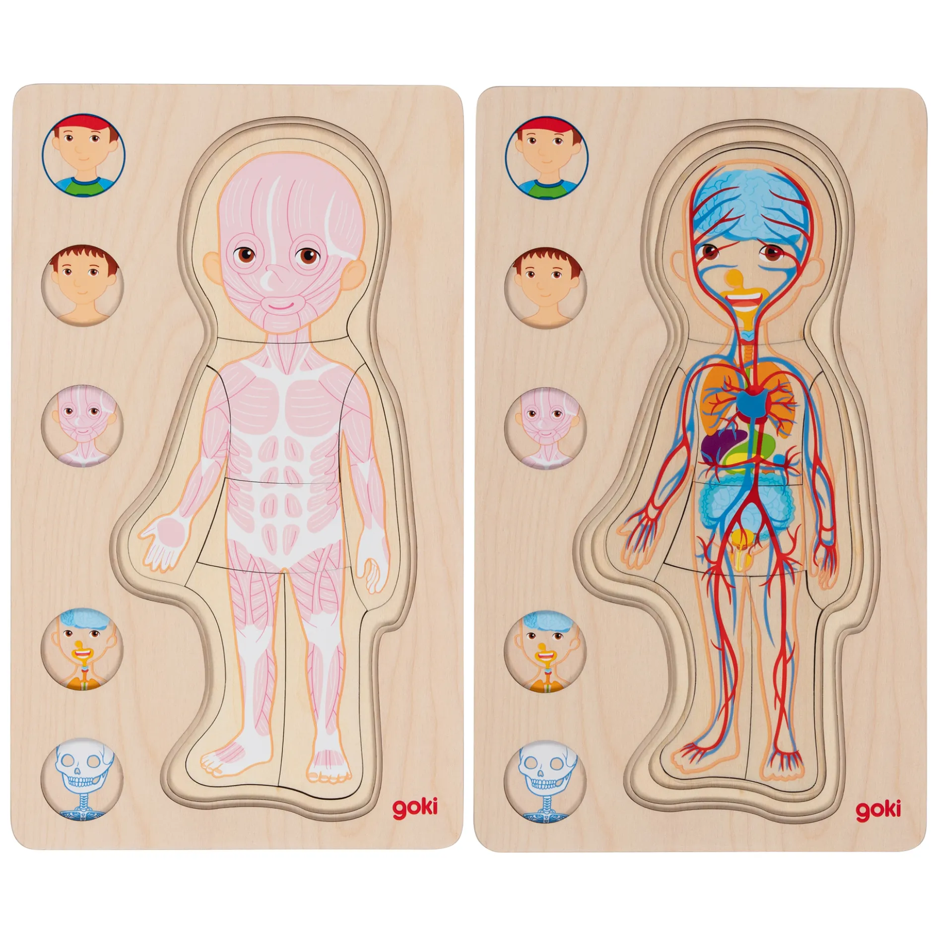 Schichtenpuzzle Anatomie Junge