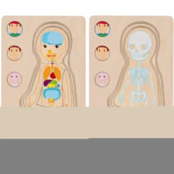 Schichtenpuzzle Anatomie Junge