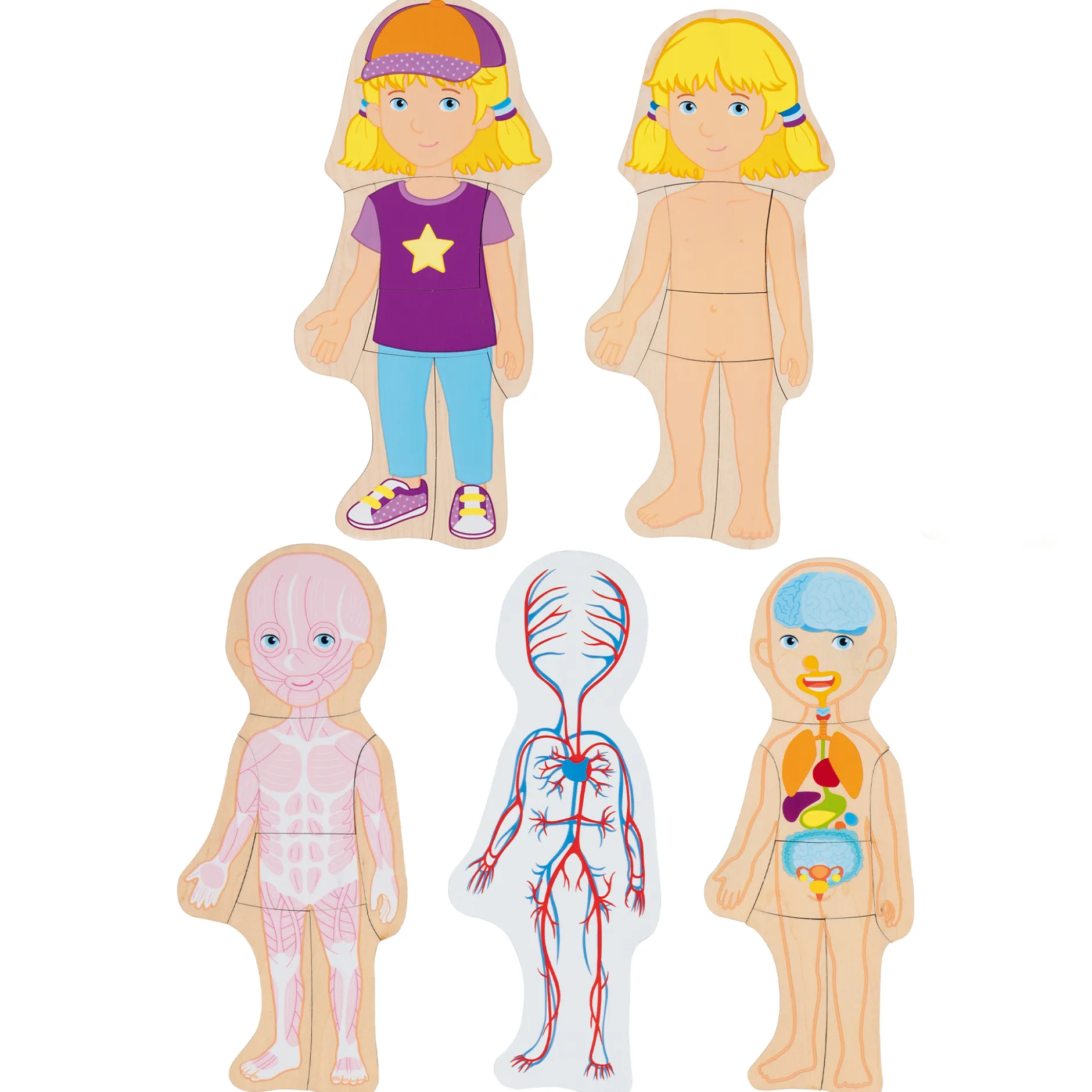 Schichtenpuzzle Anatomie Mädchen