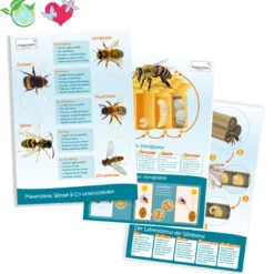 Sparset Bienenposter, 3-tlg.