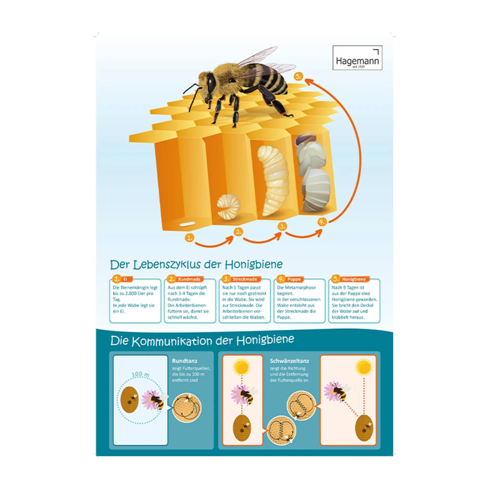 Sparset Bienenposter, 3-tlg.