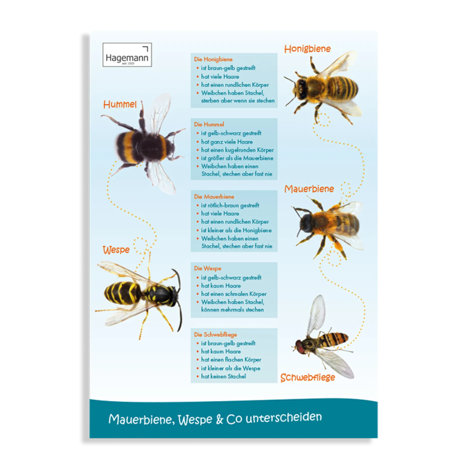 Sparset Bienenposter, 3-tlg.