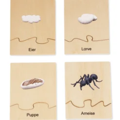 TimeTEX Lebenszyklus einer Ameise, in Holzbox 
